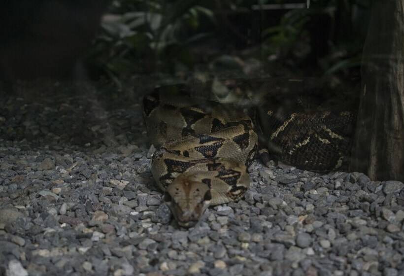 ホテル Tapirus Lodge