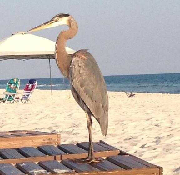 استراحتگاه Gulf Shores Plantation