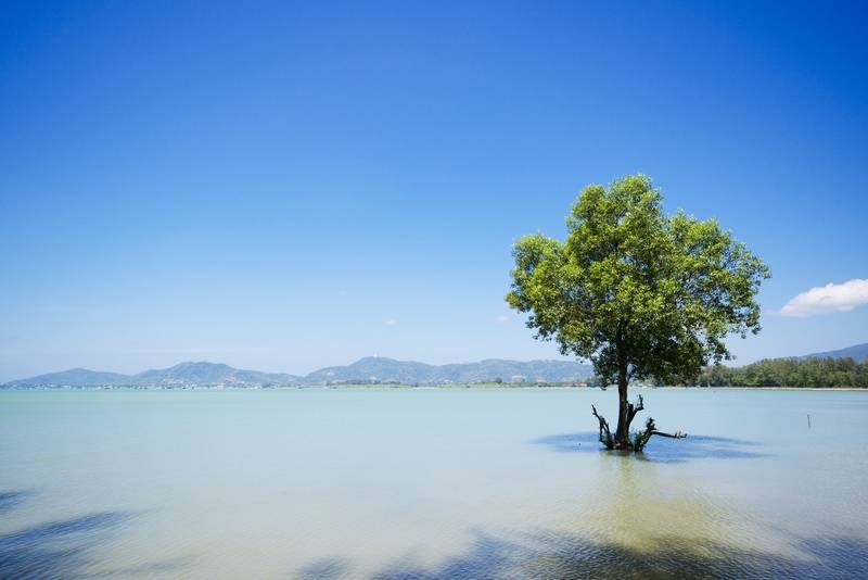 منتجع The Mangrove By Blu Monkey