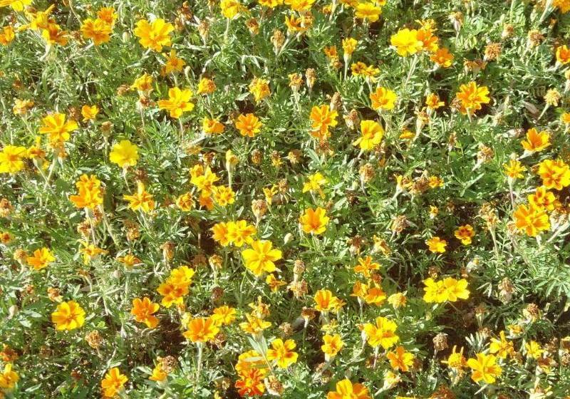 מוטל North Ridge