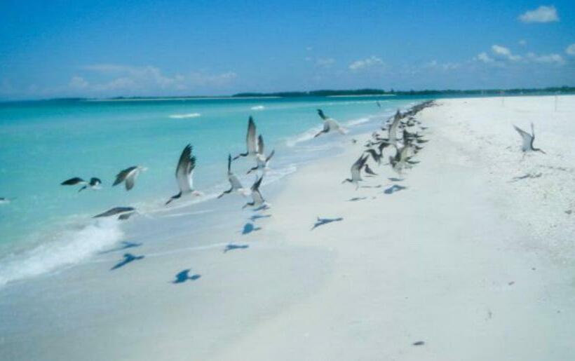 بنسيون Paradise Found   Private Oasis With Heated Pool On Marco Island