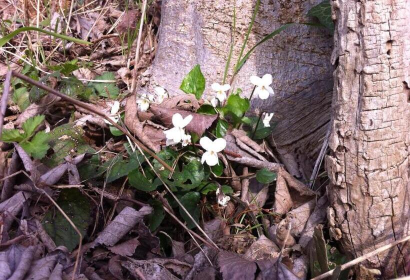 هتل Agriturismo Il Glicine Bianco