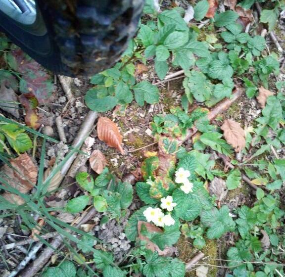 فندق Agriturismo Maso Pertener  Adults Only