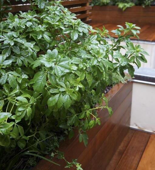 Fotos del hotel Boileau:  4