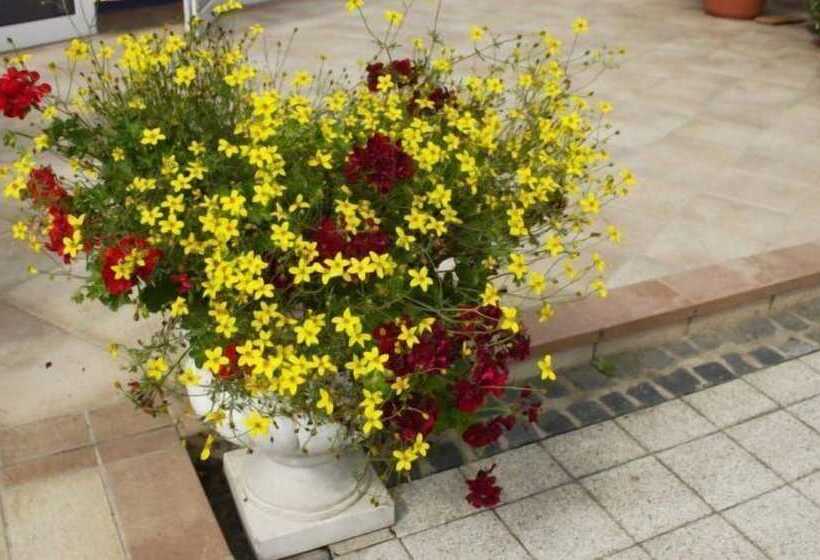 酒店 Gasthof Scheer Feriendomizil