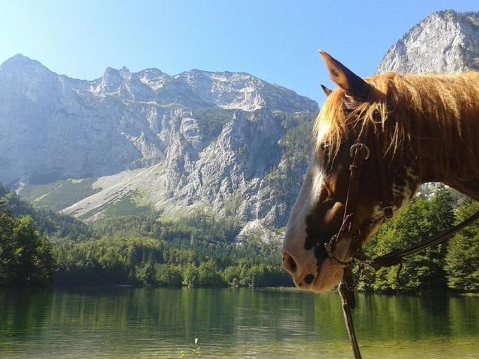 ペンション Ferienwohnung Hochsteinalm