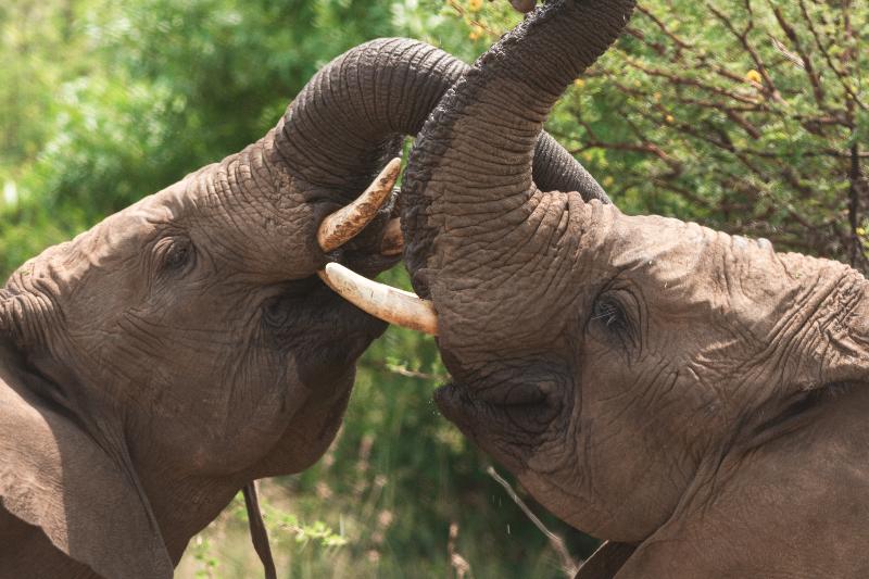 هتل Black Rhino Game Lodge