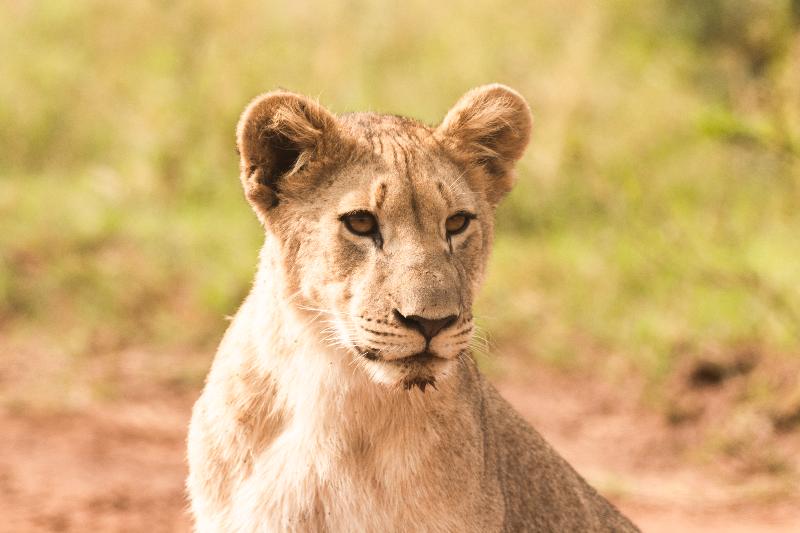 هتل Black Rhino Game Lodge