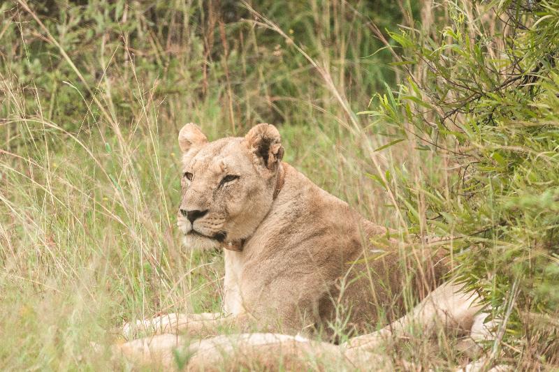 هتل Black Rhino Game Lodge