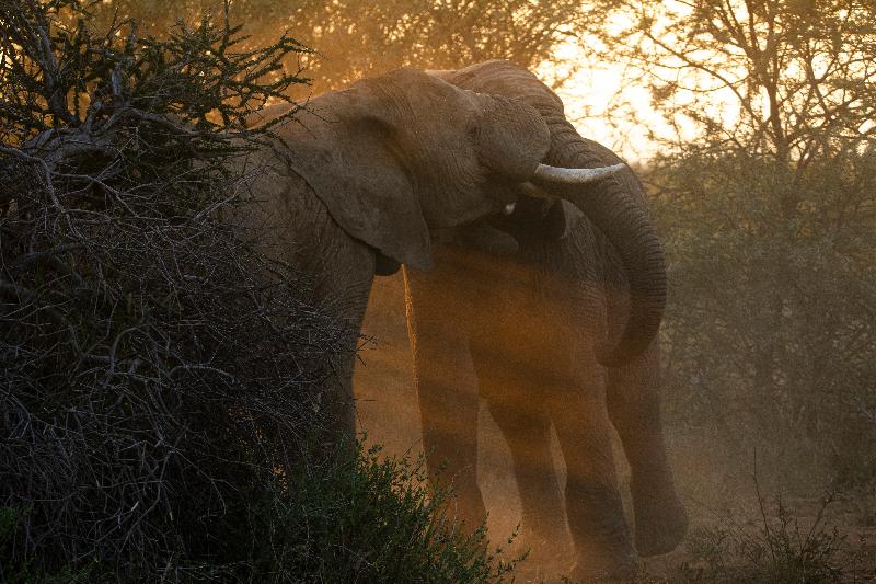 هتل Black Rhino Game Lodge