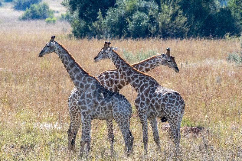 هتل Black Rhino Game Lodge