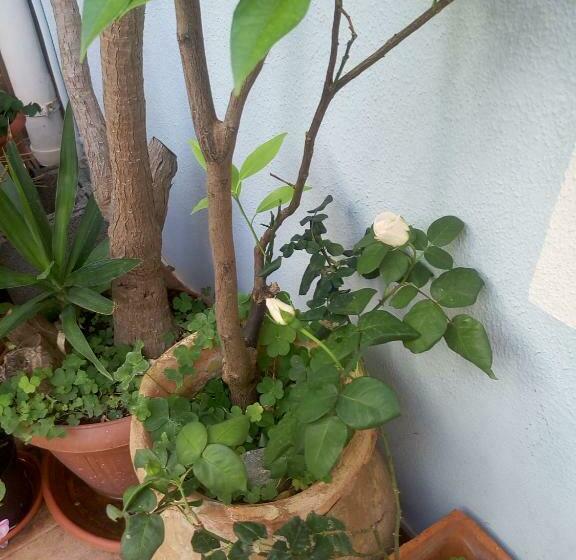 مبيت وإفطار I Tre Scalini