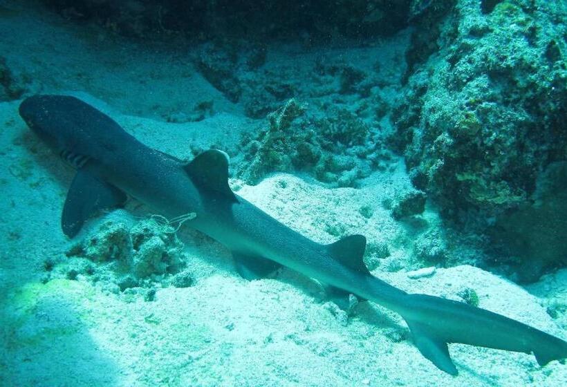 Gustav S Place Silver Beach Dive Resort