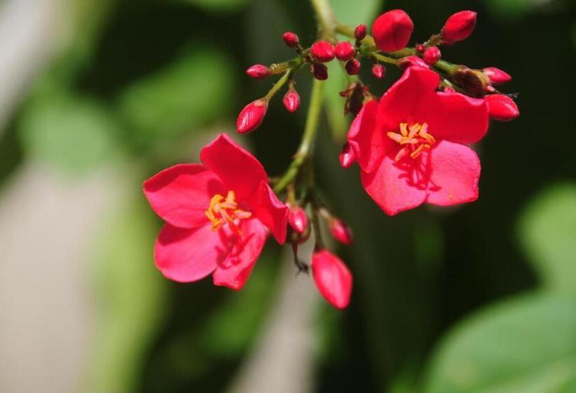 Gustav S Place Silver Beach Dive Resort