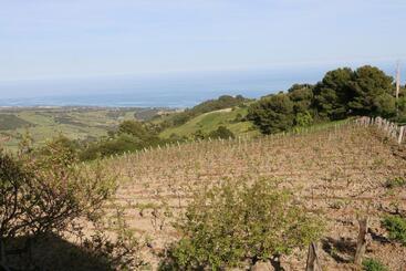 B&b Il Vigneto