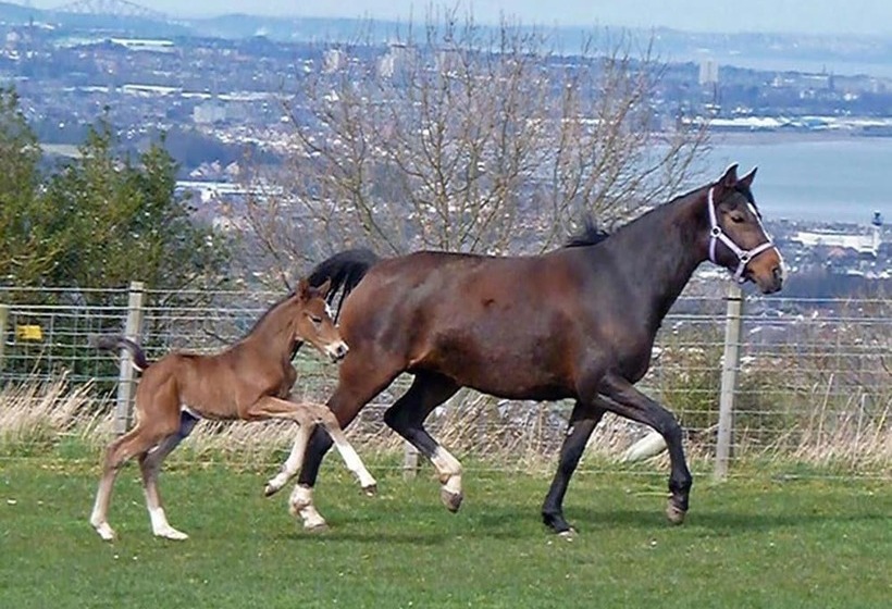 Faside Estate