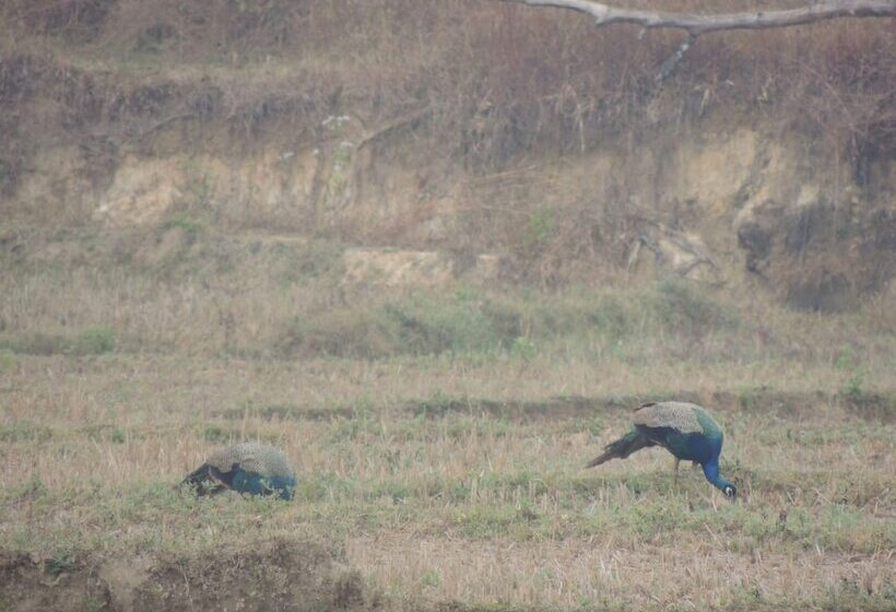 膳宿费 Room In Farmhouse   Dandeli   Aura Jungle Stay