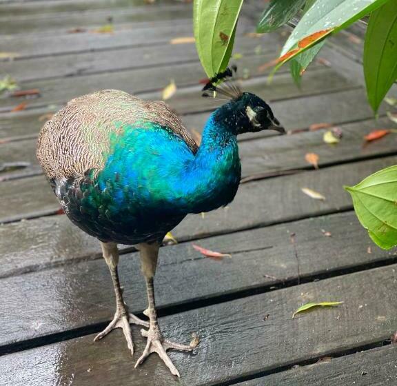 膳宿费 The Wake Up Call Accommodation & Retreats   Noosa Hinterland
