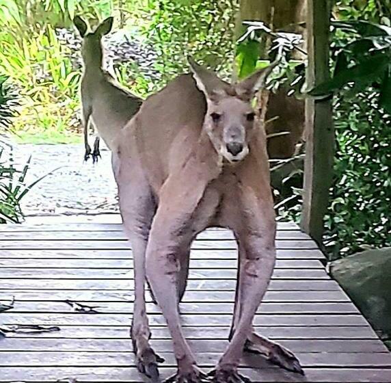 膳宿费 The Wake Up Call Accommodation & Retreats   Noosa Hinterland