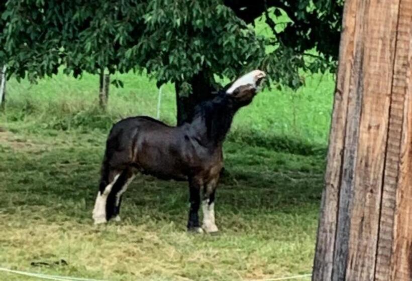 تختخواب و صبحانه Au Pré Des Chevaux