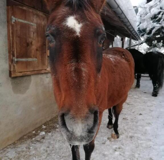 تختخواب و صبحانه Au Pré Des Chevaux