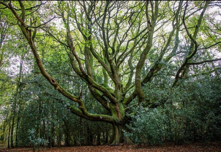 ベッドアンドブレックファースト L Hôtié De Brocéliande à Paimpont, Au Coeur Des Sites Naturels Et Légendaires