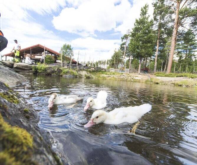 Hytter Dombås