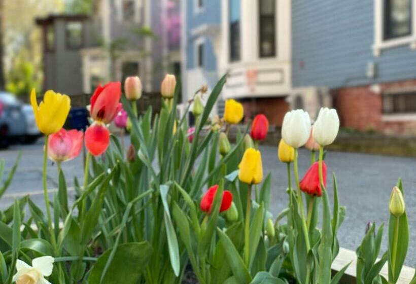 فندق صغير Ginkgo House On Harvard