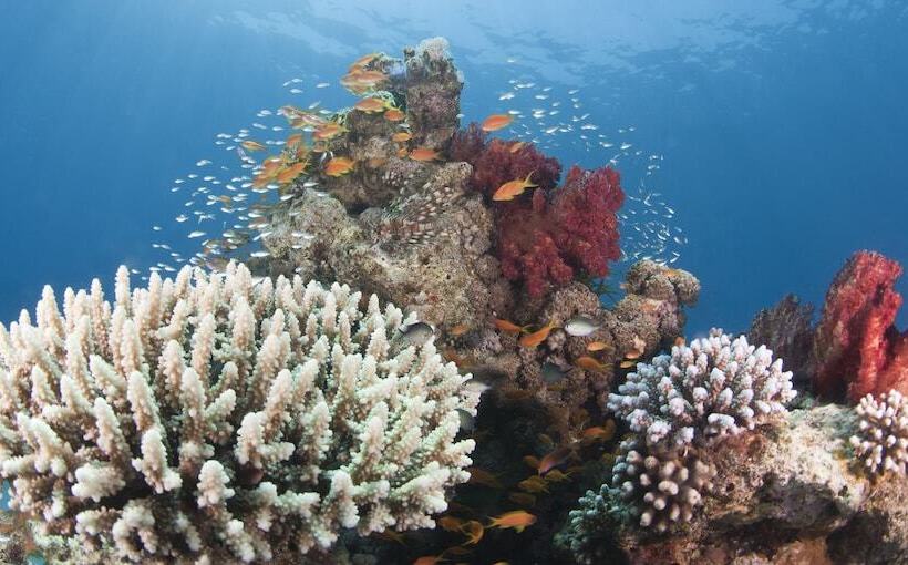 هتل Aqaba Adventure Divers Village