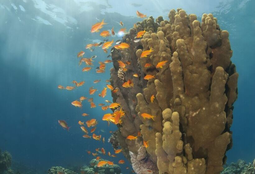 هتل Aqaba Adventure Divers Village