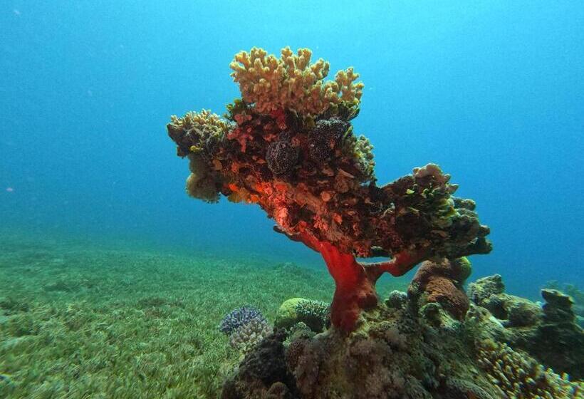 هتل Aqaba Adventure Divers Village