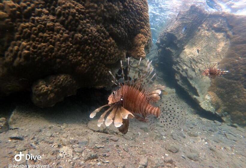 هتل Aqaba Adventure Divers Village