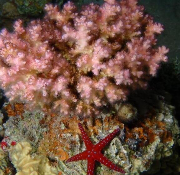 هتل Aqaba Adventure Divers Village