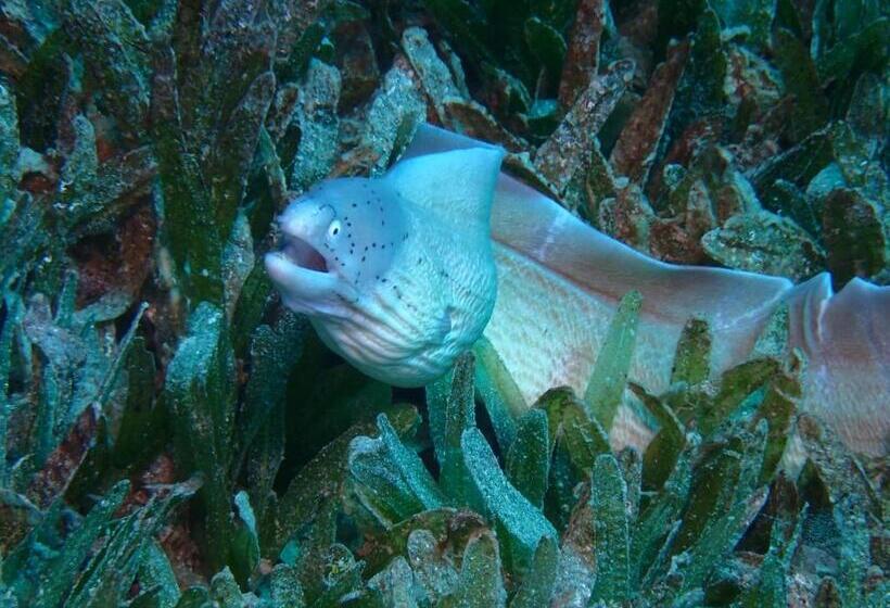 هتل Aqaba Adventure Divers Village