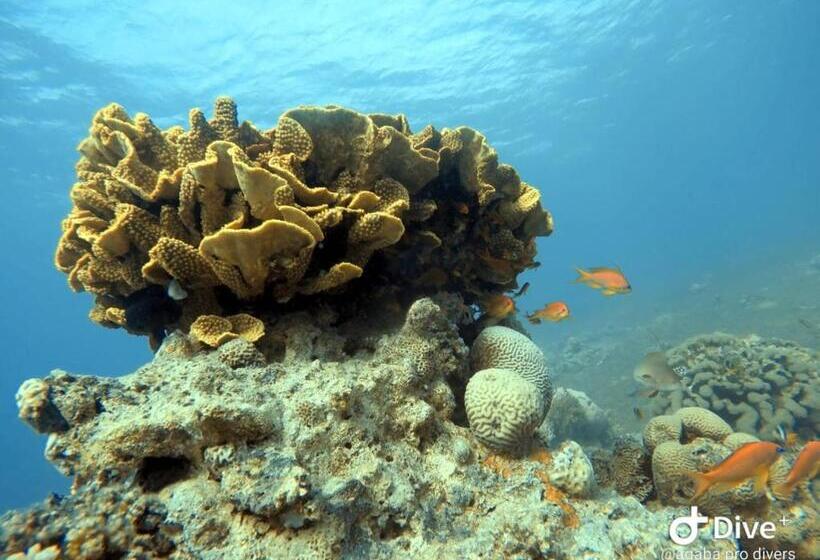 هتل Aqaba Adventure Divers Village