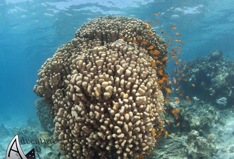 هتل Aqaba Adventure Divers Village