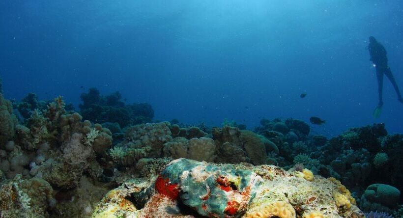 هتل Aqaba Adventure Divers Village