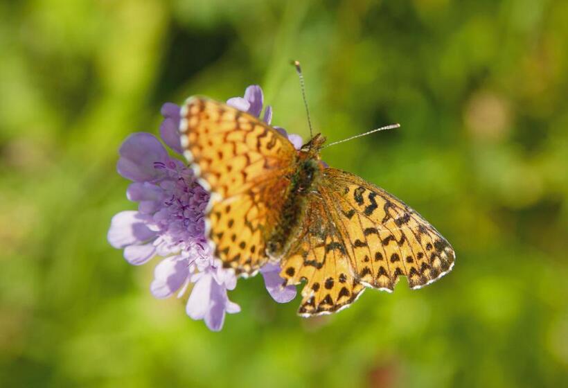 Appartement Hotel Garni Matthäuserhof