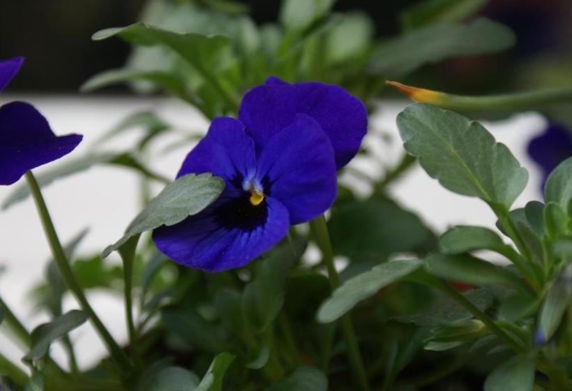 Fotos del hotel Pawlovnia:  14