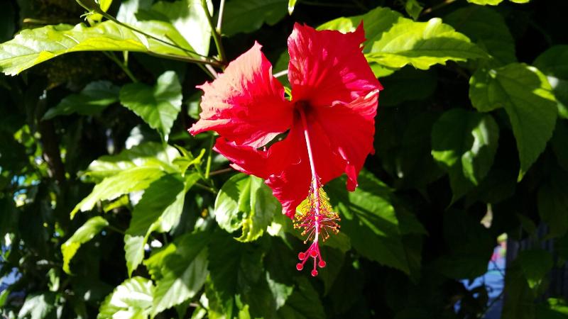 استراحتگاه The Black Pearl Beach Side Apartments