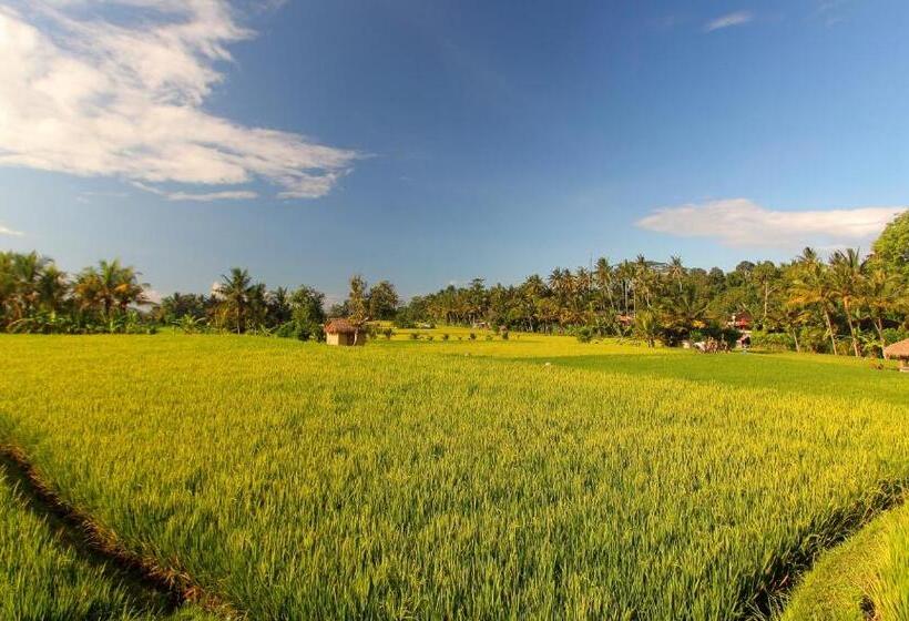 Fotos del hotel Mathis Retreat:  9