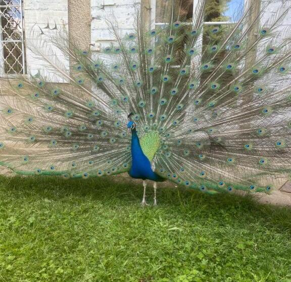تختخواب و صبحانه Chateau De Vaugelas Charmant Domaine Près De Valence