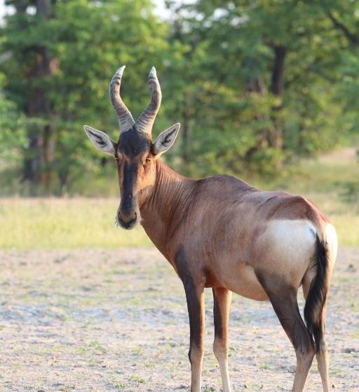 هتل Ngangane Lodge & Reserve