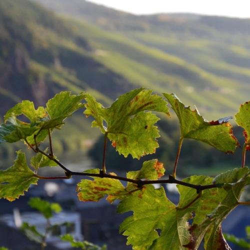 ペンション Weingut Erbes Henn