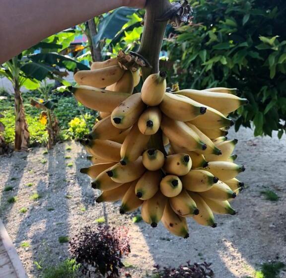 تختخواب و صبحانه New Raya   Nias Beach Bungalows