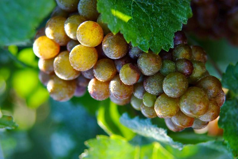 Szálloda The Shaw Club