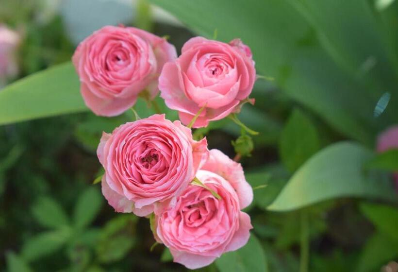 צימר Casale Asciolo