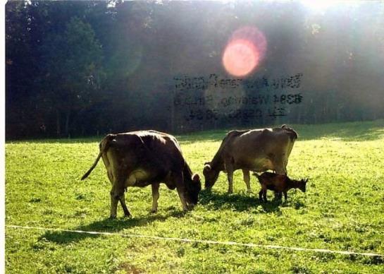 Bauernhof Ascherbauer