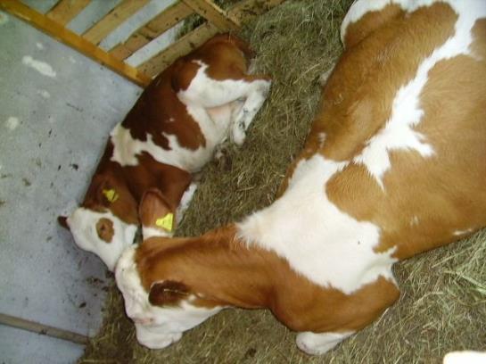 Bauernhof Kasleitner