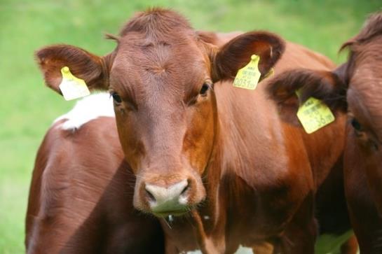 Bauernhof Leitenbauer